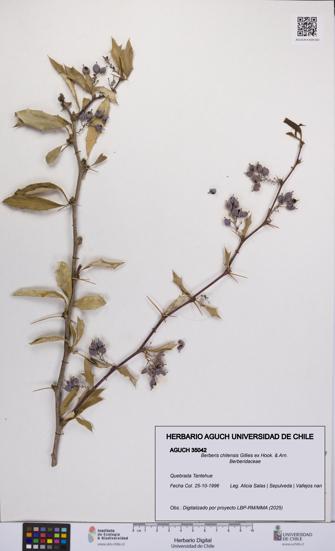 Berberis chilensis [Espécimen: UCH:AGUCH:0035042]