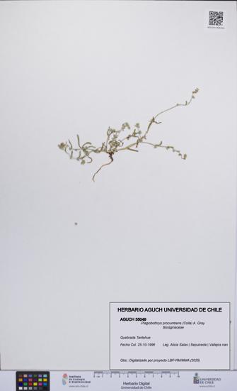 Plagiobothrys procumbens [Espécimen: UCH:AGUCH:0035049]