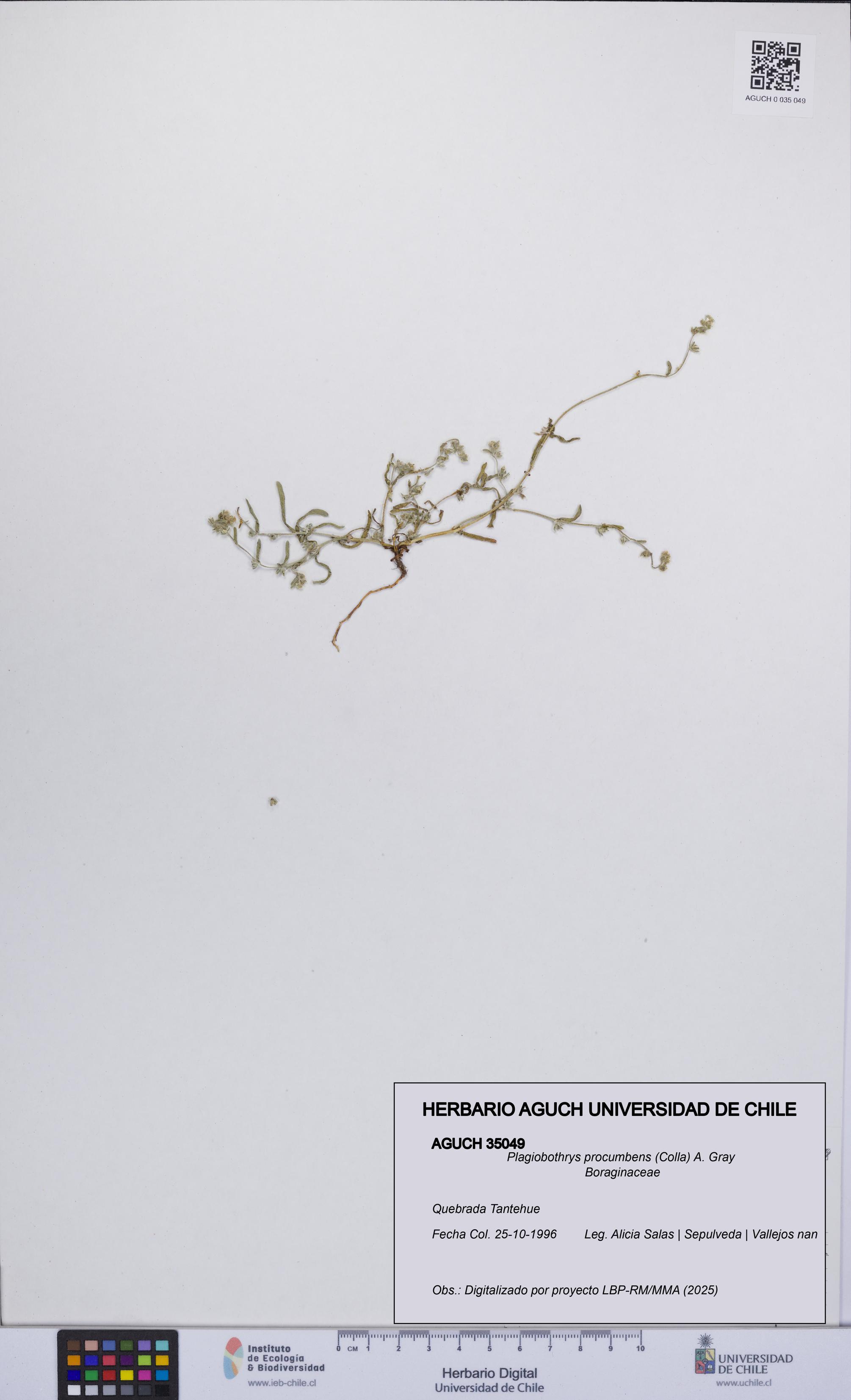 Plagiobothrys procumbens [Espécimen: UCH:AGUCH:0035049]