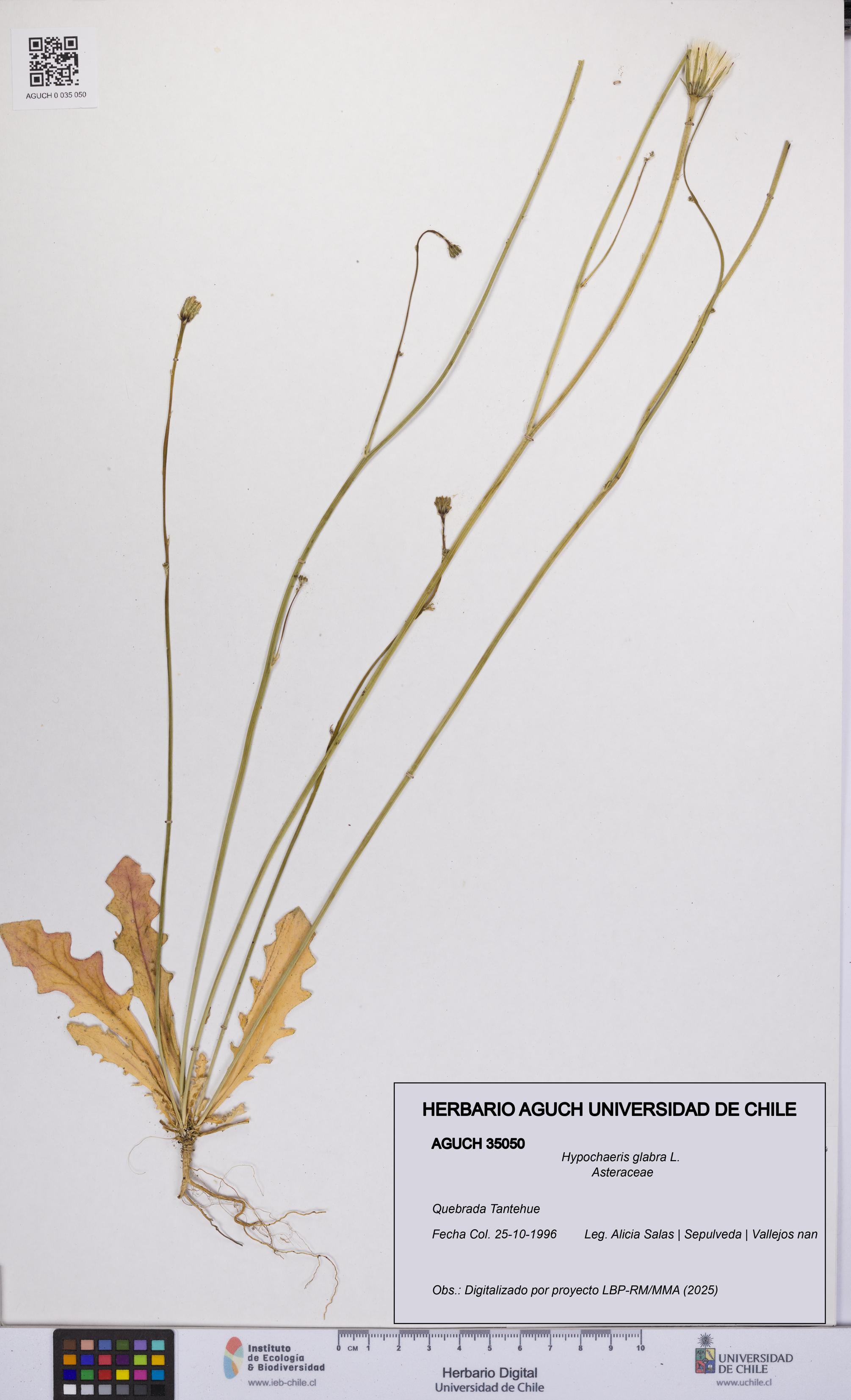 Hypochaeris glabra [Espécimen: UCH:AGUCH:0035050]