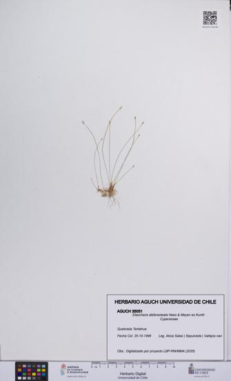 Eleocharis albibracteata [Espécimen: UCH:AGUCH:0035051]