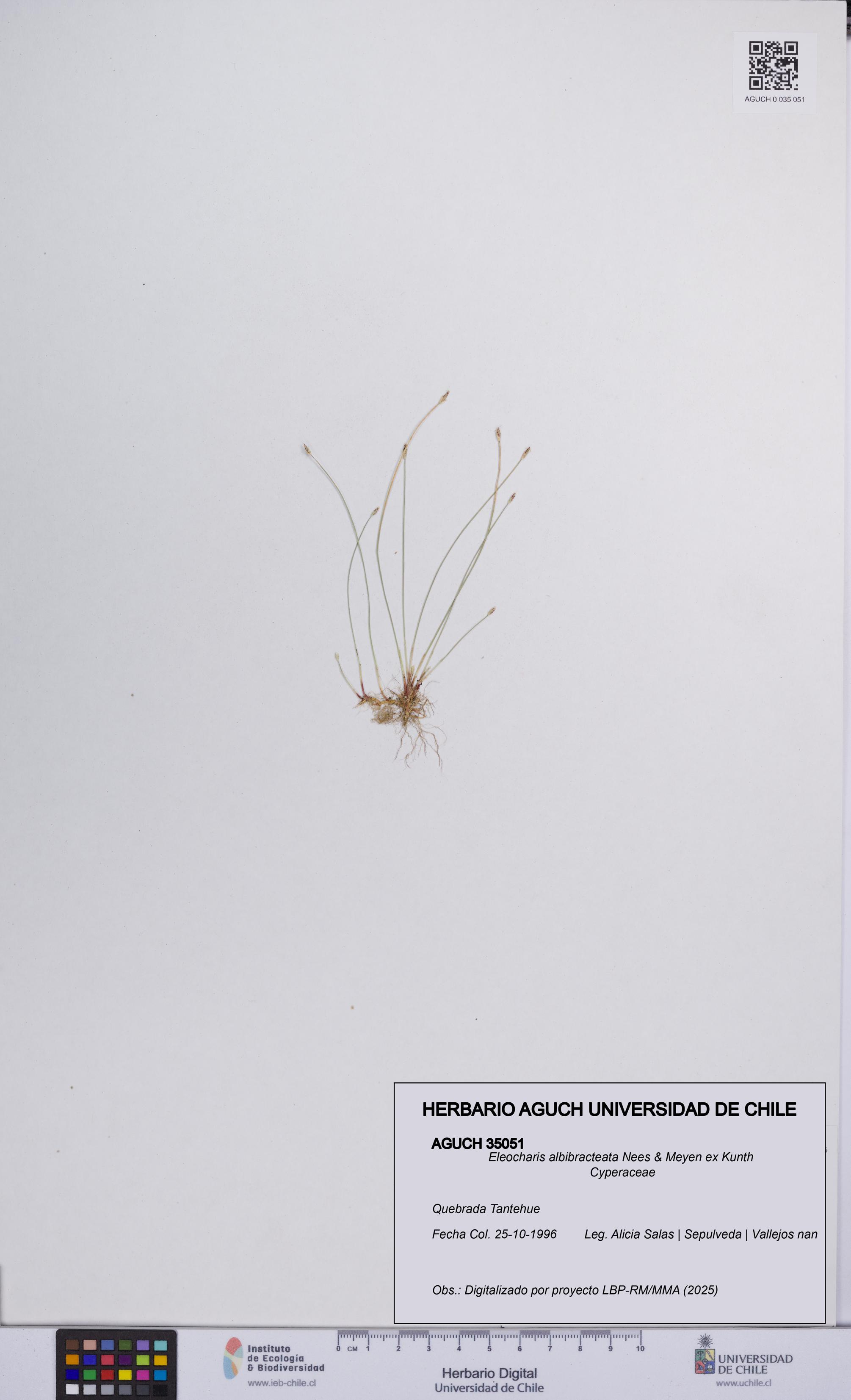 Eleocharis albibracteata [Espécimen: UCH:AGUCH:0035051]