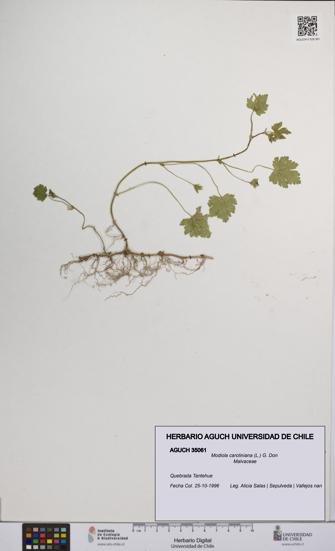 Modiola caroliniana [Espécimen: UCH:AGUCH:0035061]