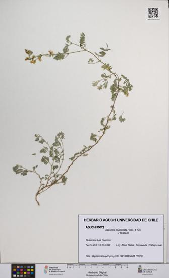 Adesmia mucronata [Espécimen: UCH:AGUCH:0035072]
