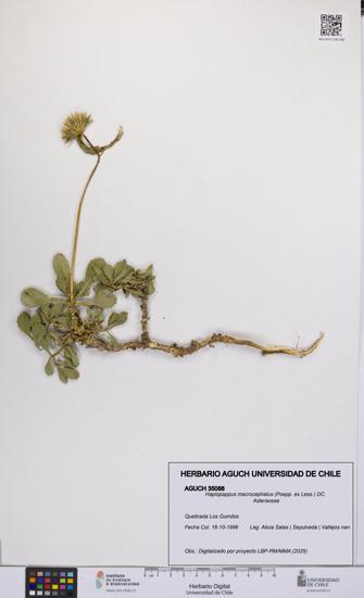 Haplopappus macrocephalus [Espécimen: UCH:AGUCH:0035088]