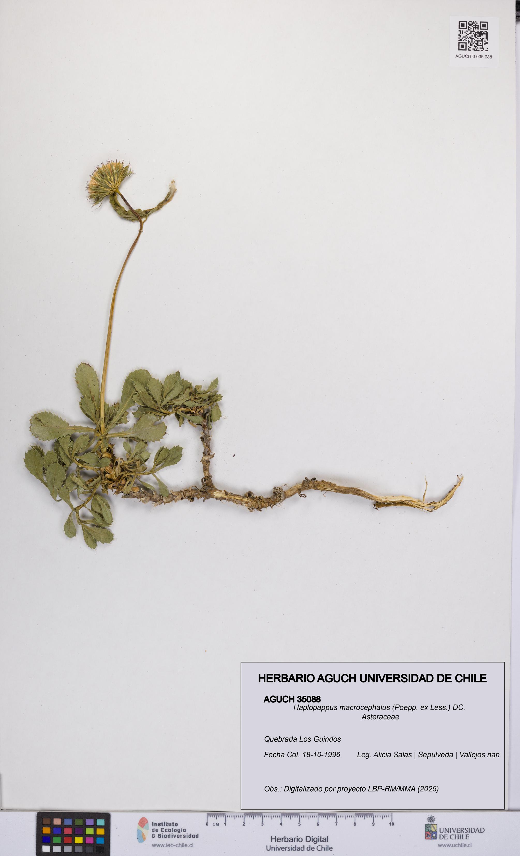 Haplopappus macrocephalus [Espécimen: UCH:AGUCH:0035088]