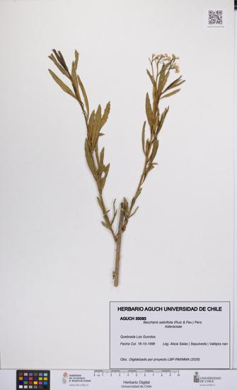 Baccharis salicifolia [Espécimen: UCH:AGUCH:0035093]
