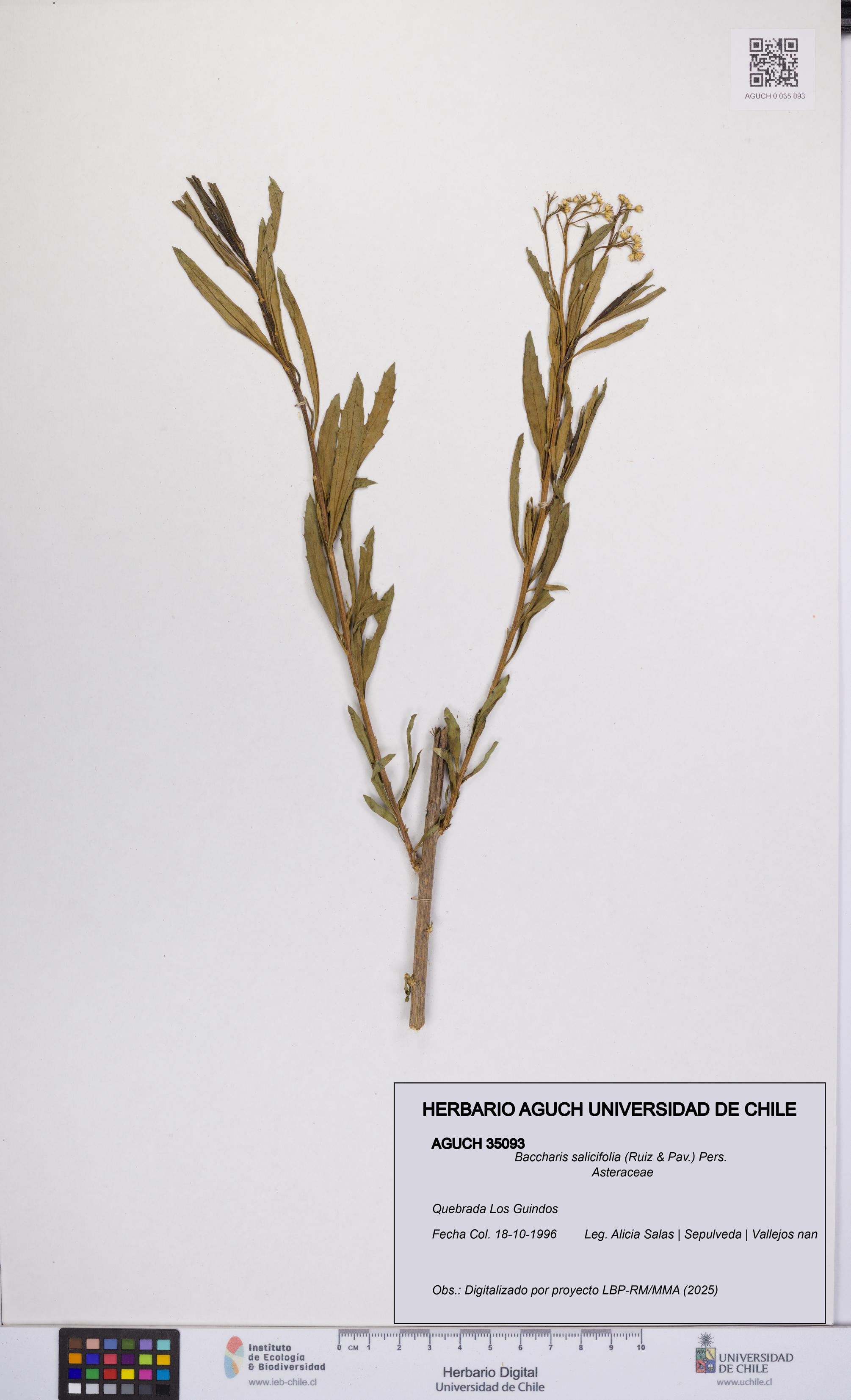 Baccharis salicifolia [Espécimen: UCH:AGUCH:0035093]