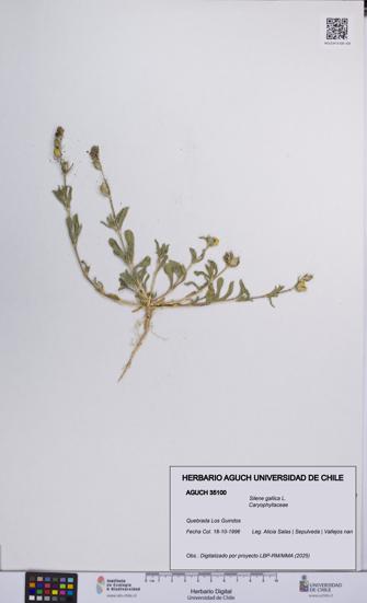 Silene gallica [Espécimen: UCH:AGUCH:0035100]