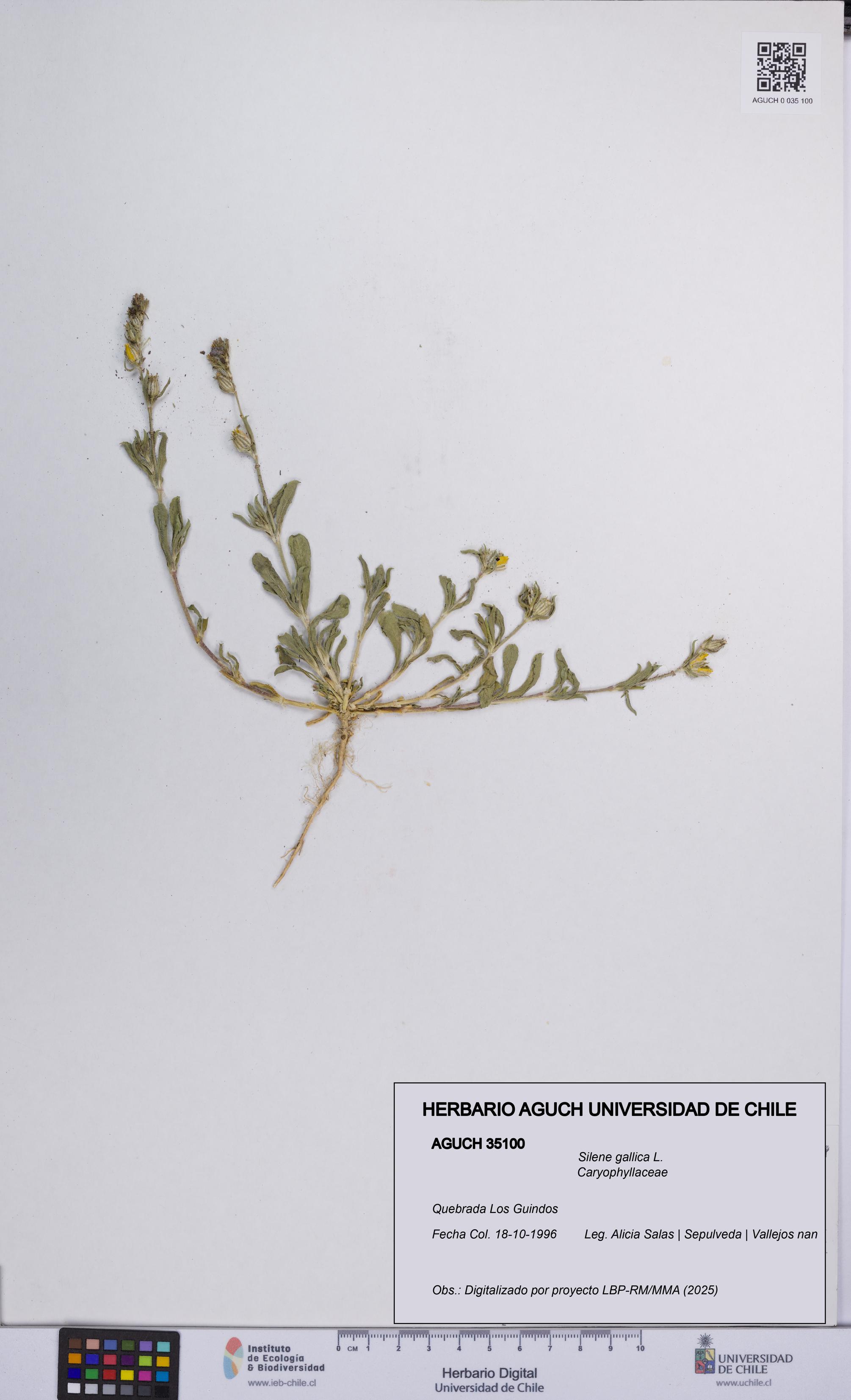 Silene gallica [Espécimen: UCH:AGUCH:0035100]
