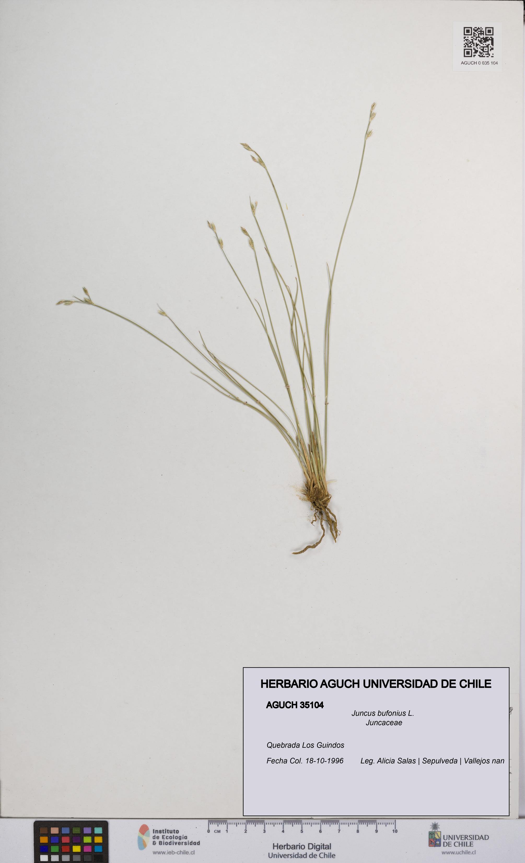 Juncus bufonius [Espécimen: UCH:AGUCH:0035104]