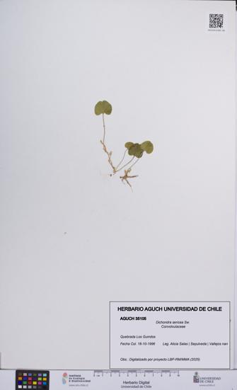 Dichondra sericea [Espécimen: UCH:AGUCH:0035105]