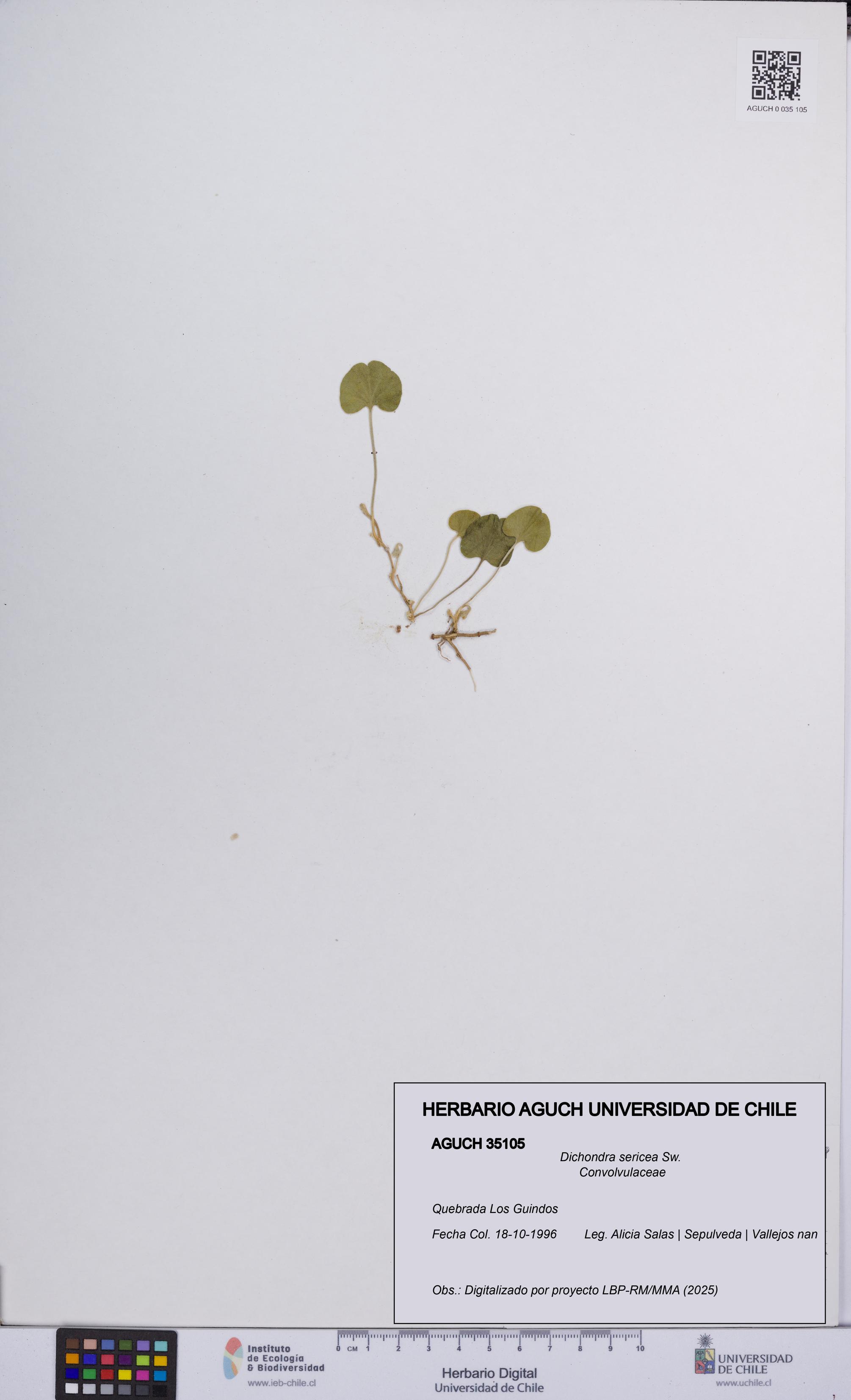 Dichondra sericea [Espécimen: UCH:AGUCH:0035105]
