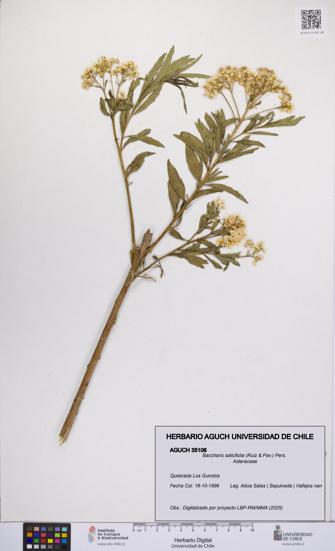 Baccharis salicifolia [Espécimen: UCH:AGUCH:0035106]