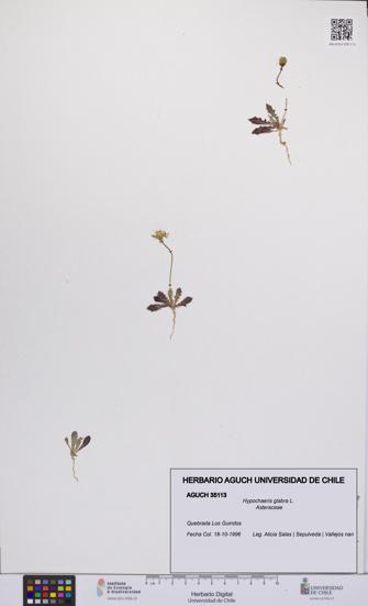 Hypochaeris glabra [Espécimen: UCH:AGUCH:0035113]