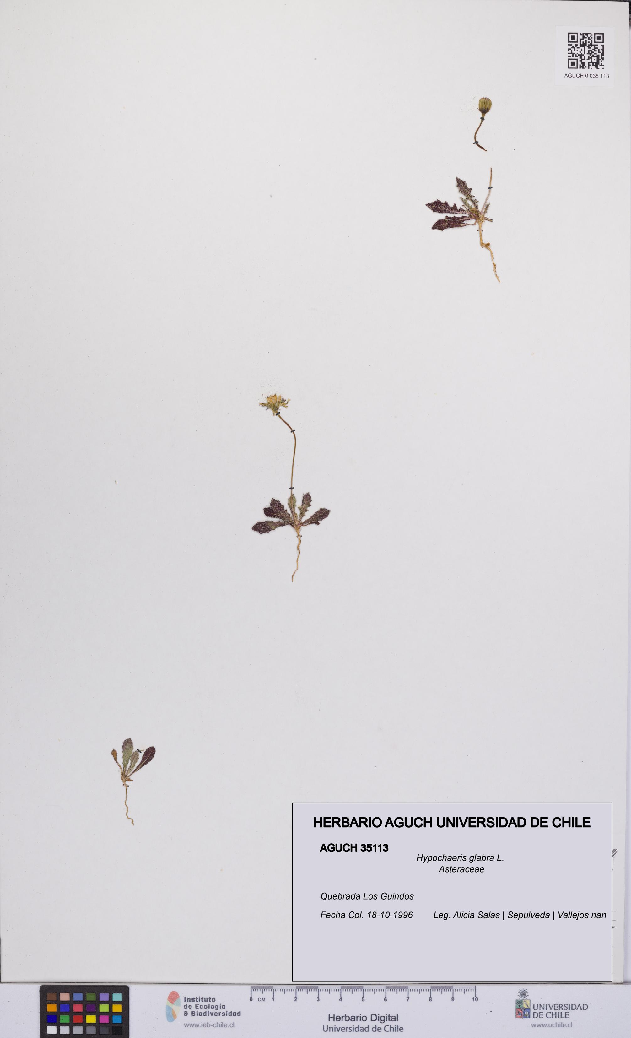 Hypochaeris glabra [Espécimen: UCH:AGUCH:0035113]