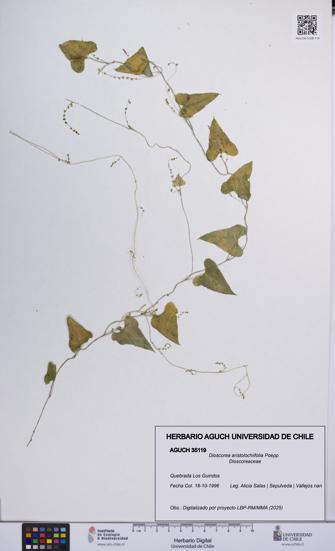 Dioscorea aristolochiifolia [Espécimen: UCH:AGUCH:0035119]