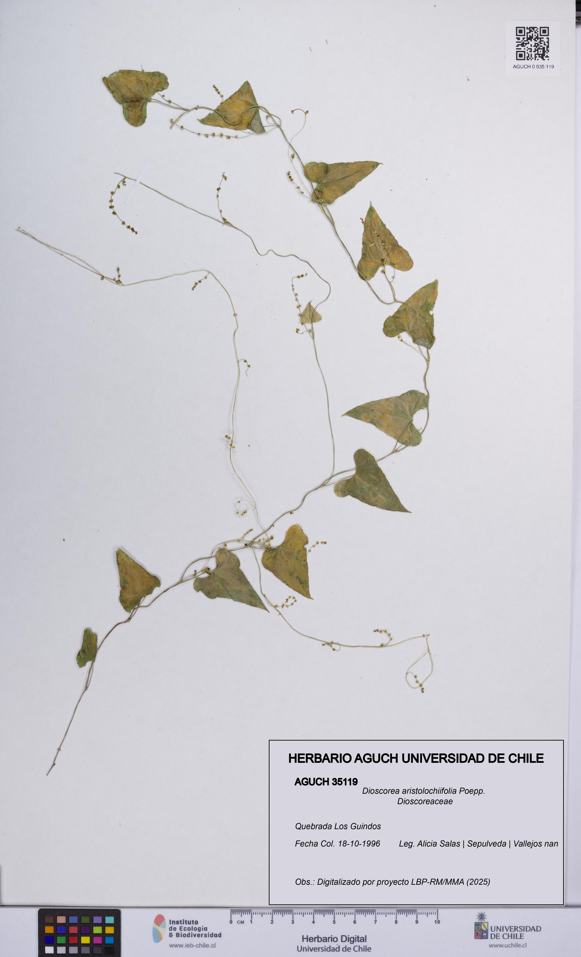 Dioscorea aristolochiifolia [Espécimen: UCH:AGUCH:0035119]