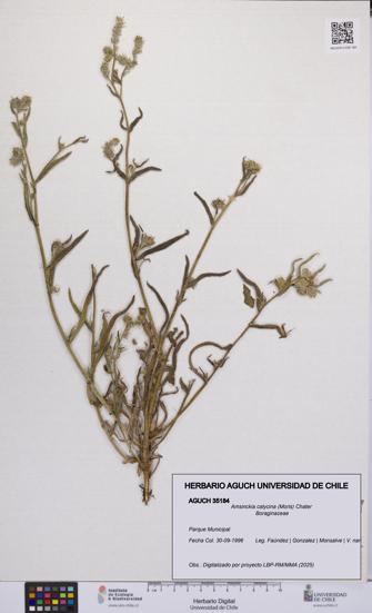 Amsinckia calycina [Espécimen: UCH:AGUCH:0035184]
