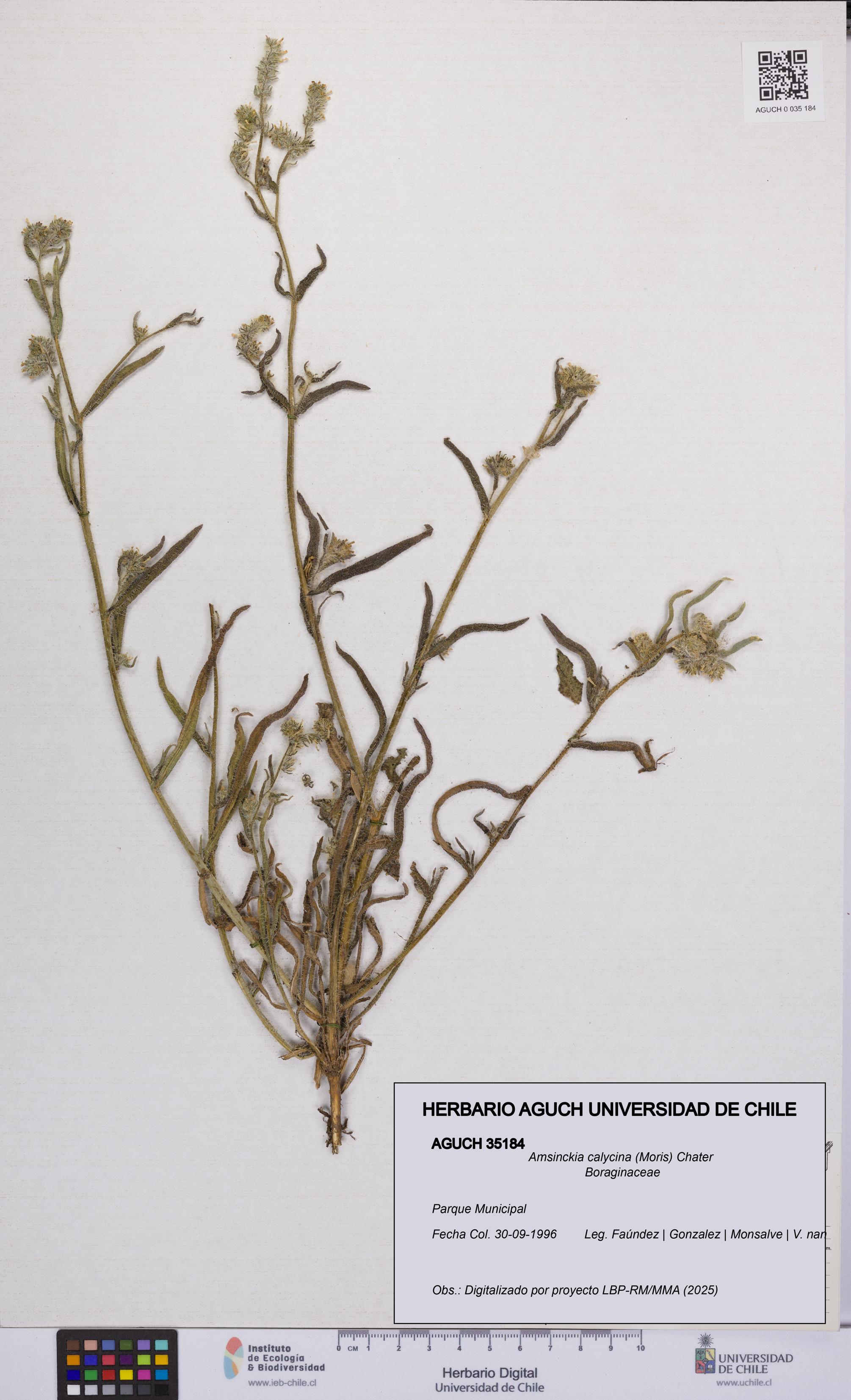 Amsinckia calycina [Espécimen: UCH:AGUCH:0035184]
