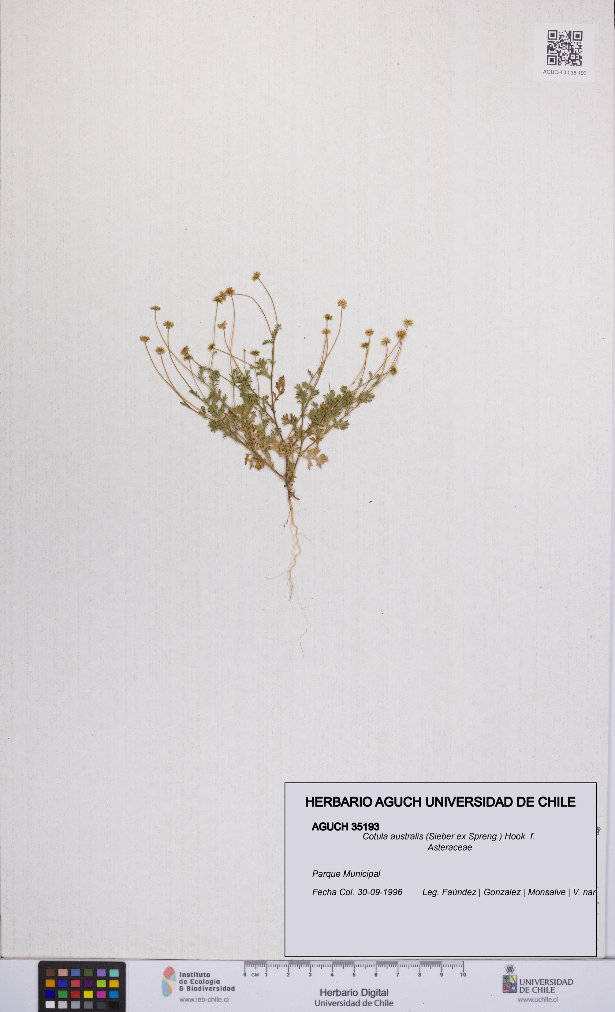 Cotula australis [Espécimen: UCH:AGUCH:0035193]