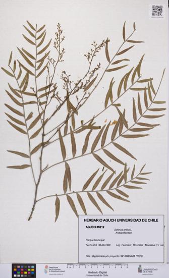 Schinus areira [Espécimen: UCH:AGUCH:0035212]