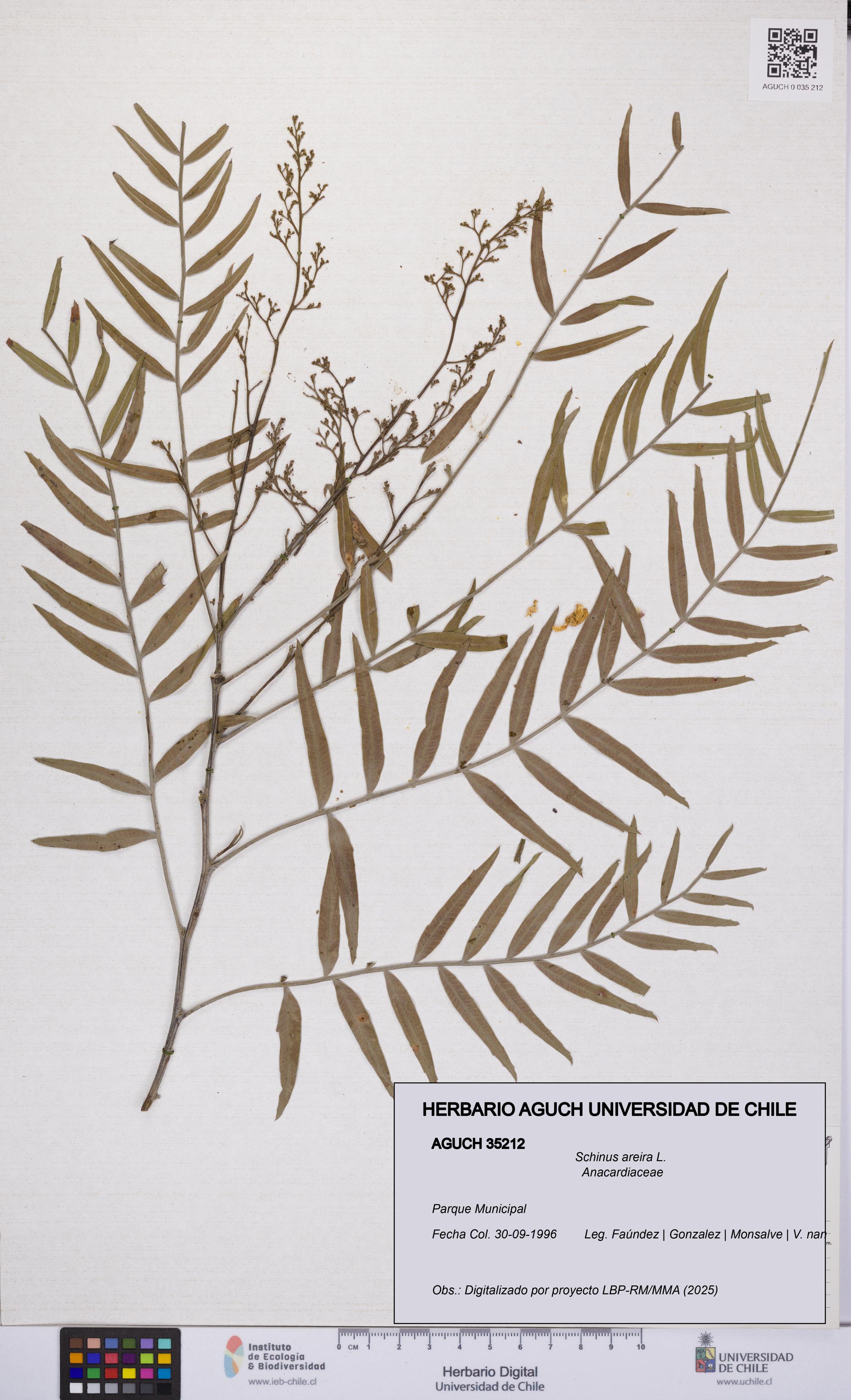 Schinus areira [Espécimen: UCH:AGUCH:0035212]