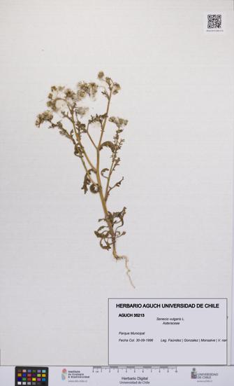 Senecio vulgaris [Espécimen: UCH:AGUCH:0035213]