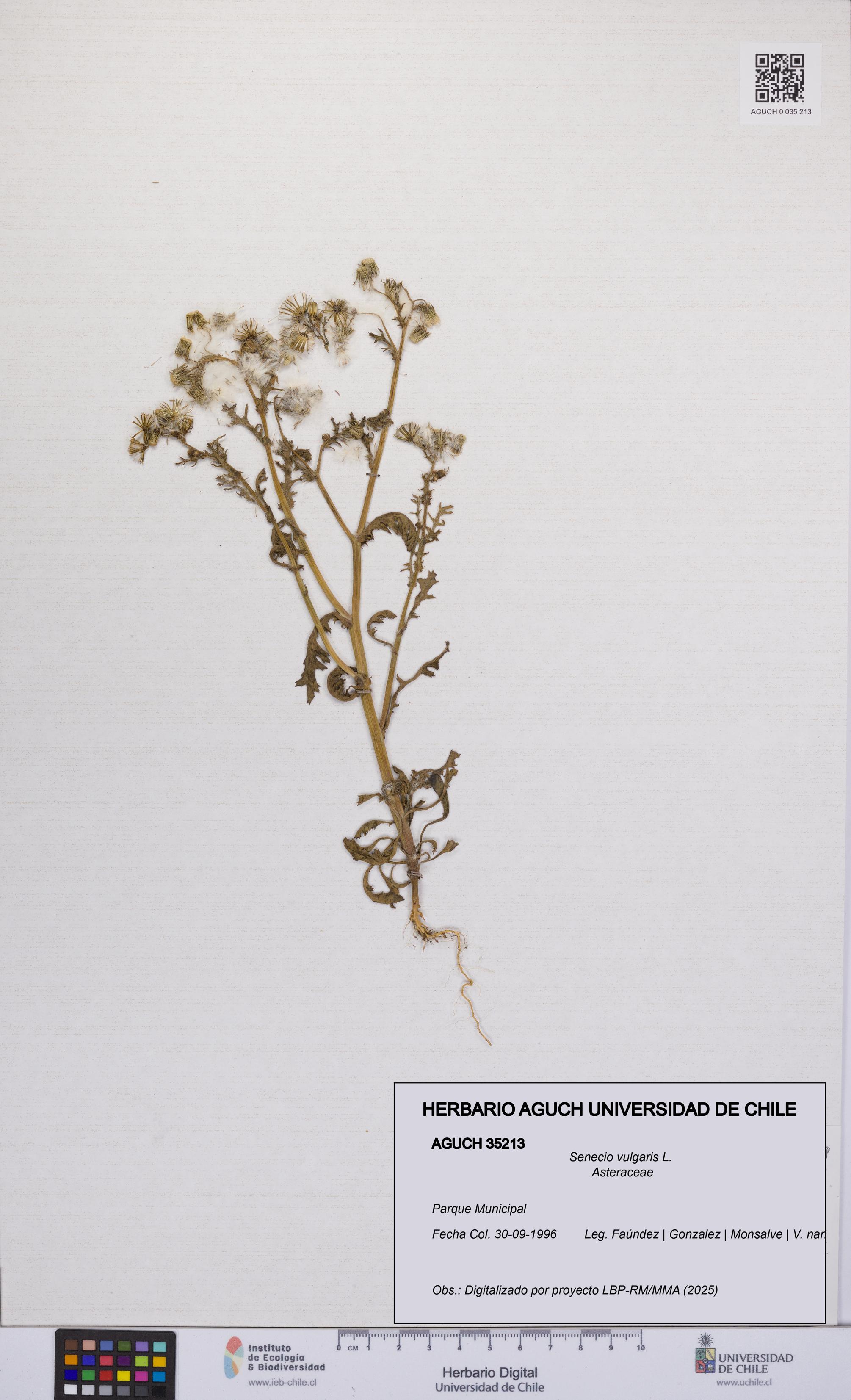 Senecio vulgaris [Espécimen: UCH:AGUCH:0035213]