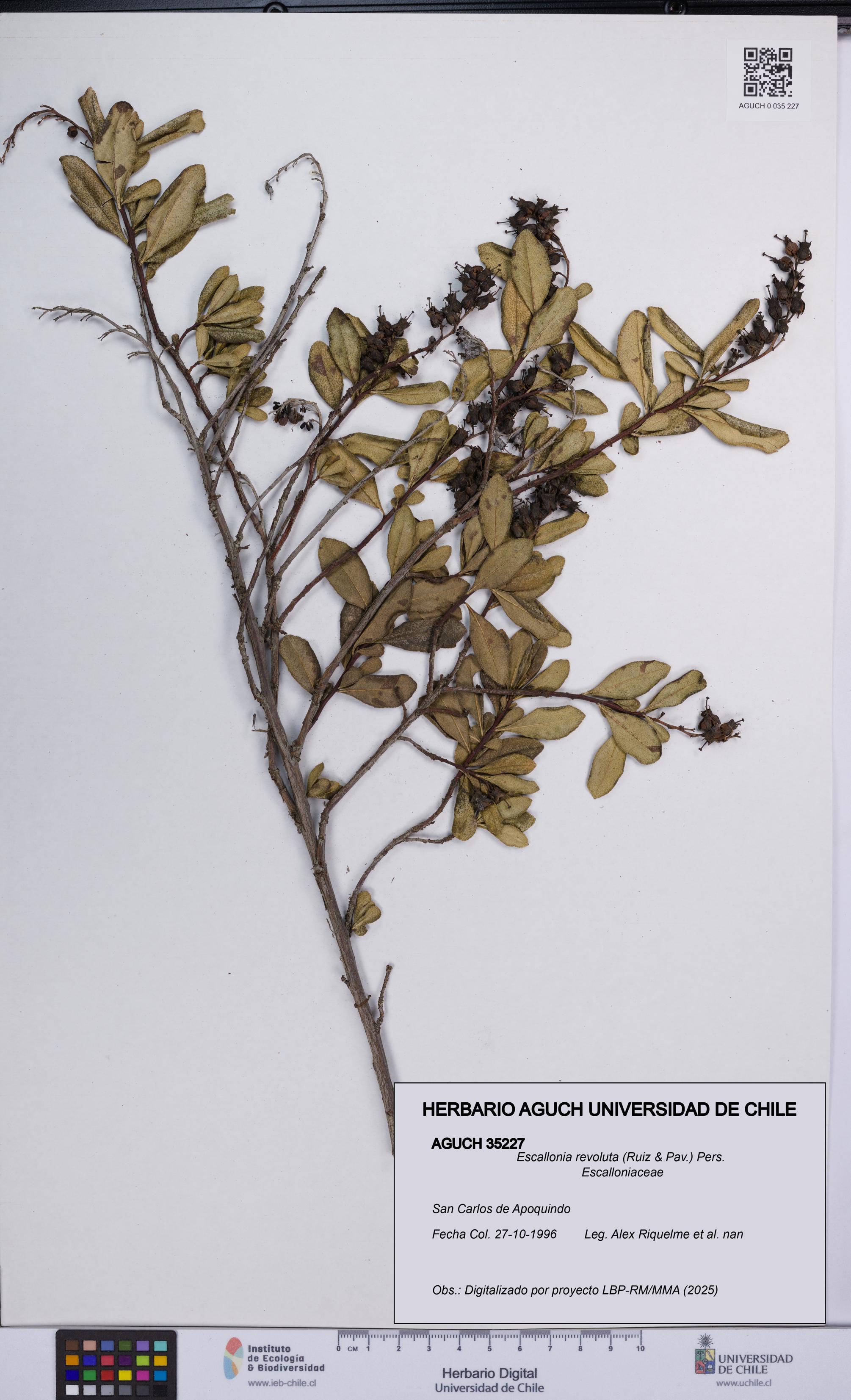 Escallonia revoluta [Espécimen: UCH:AGUCH:0035227]