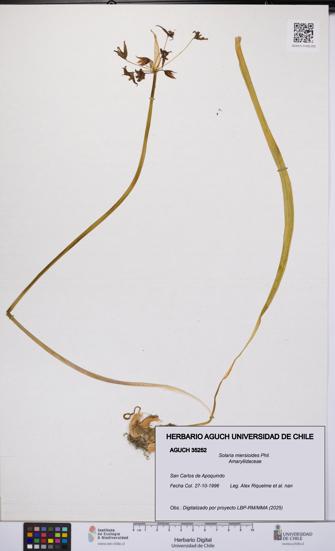 Solaria miersioides [Espécimen: UCH:AGUCH:0035252]