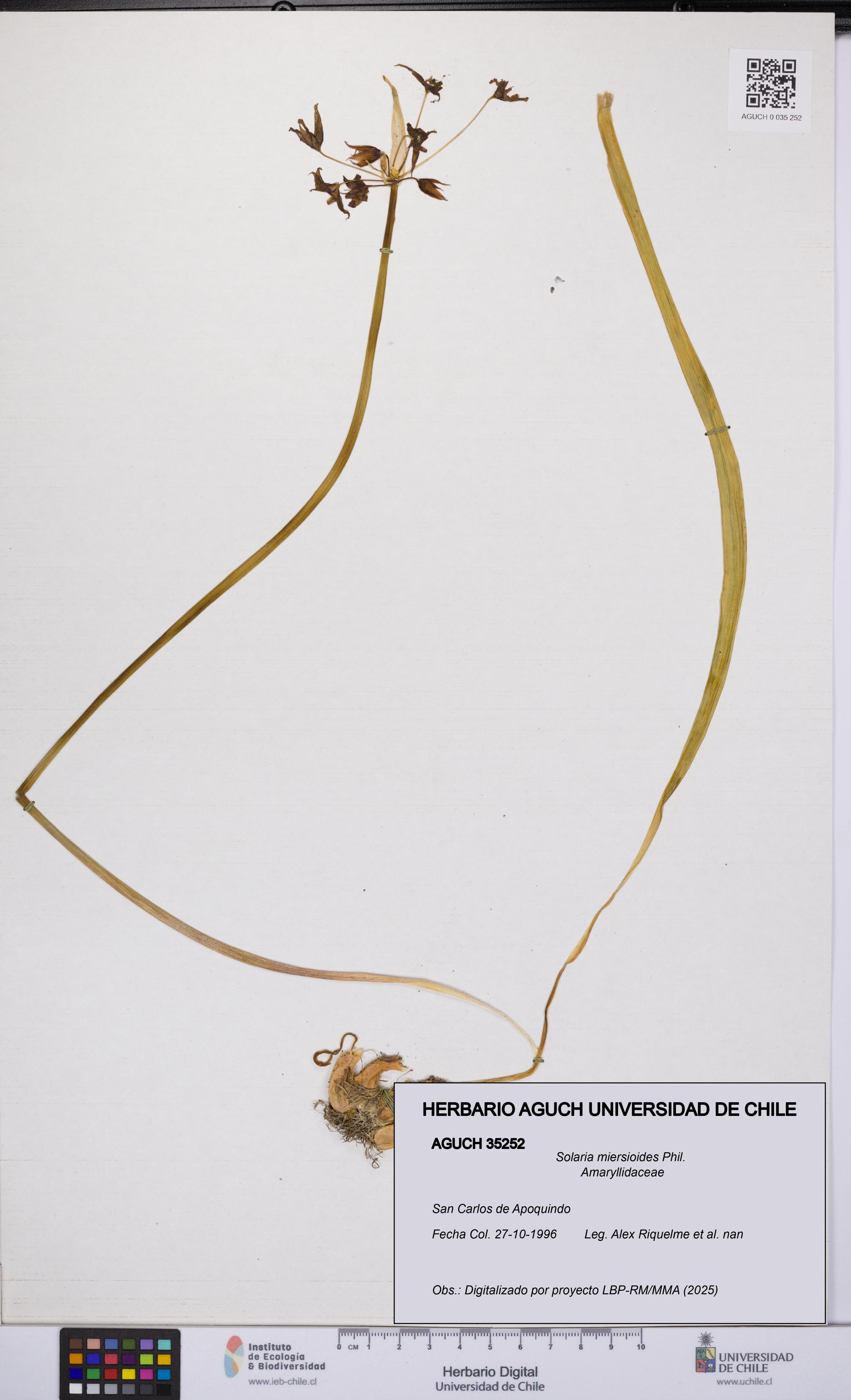 Solaria miersioides [Espécimen: UCH:AGUCH:0035252]