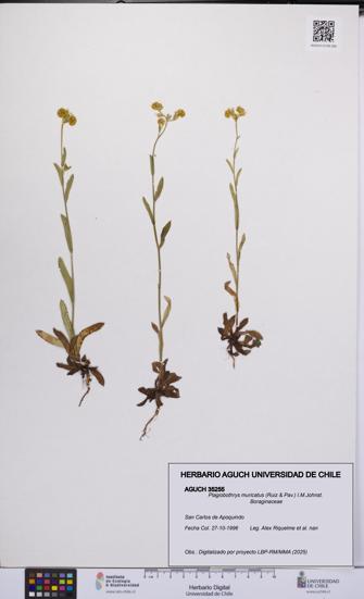 Plagiobothrys muricatus [Espécimen: ]