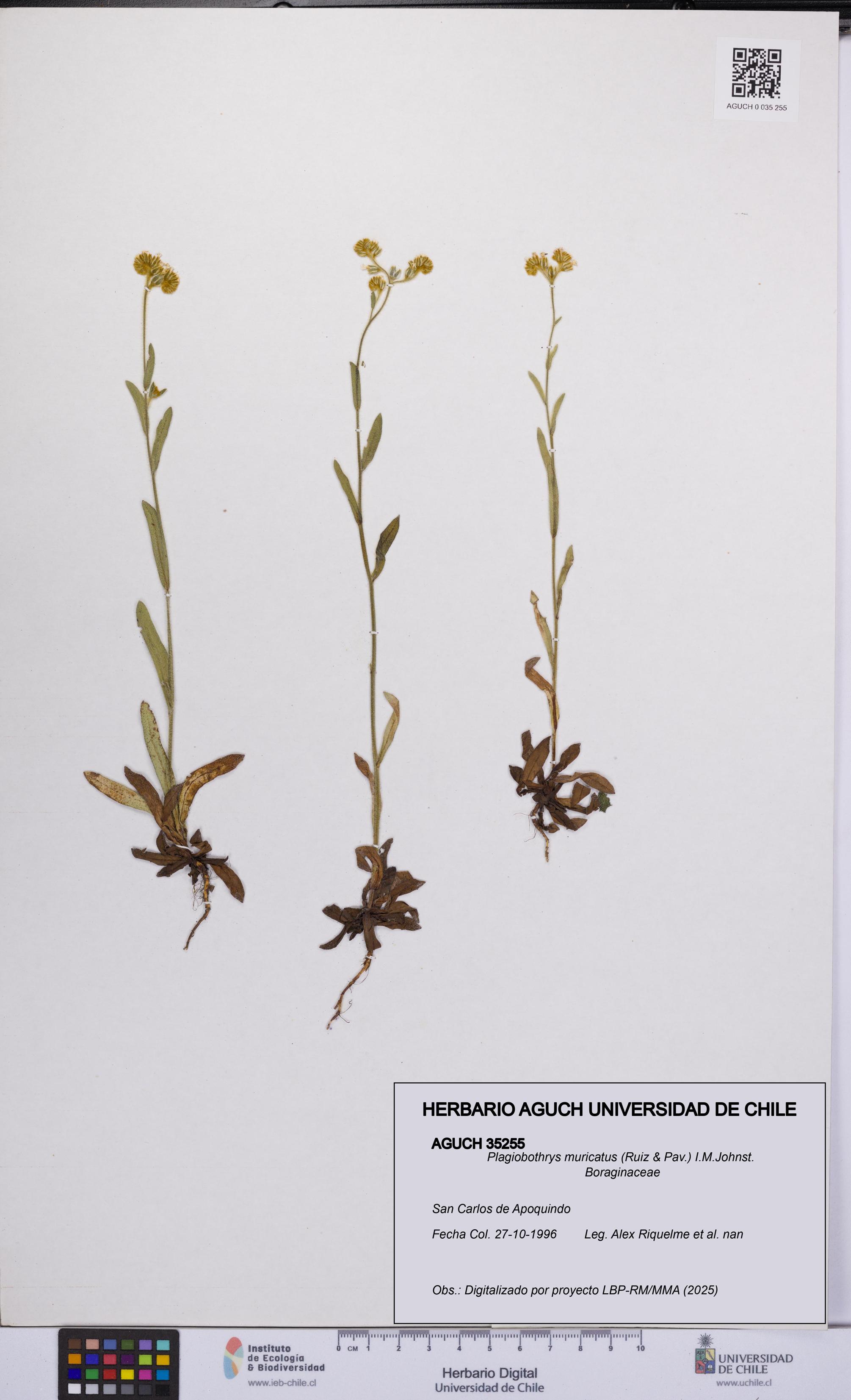 Plagiobothrys muricatus [Espécimen: ]