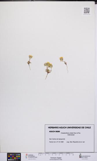 Chaetanthera ciliata [Espécimen: UCH:AGUCH:0035263]