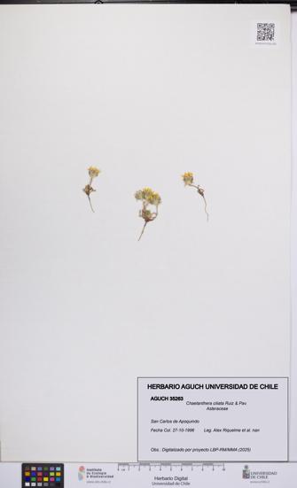 Chaetanthera ciliata [Espécimen: UCH:AGUCH:0035263]