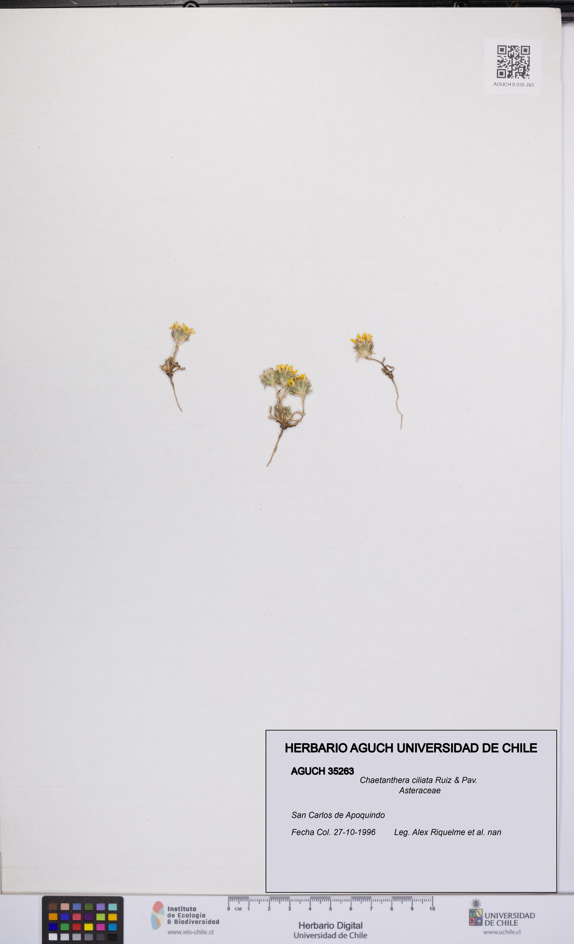 Chaetanthera ciliata [Espécimen: UCH:AGUCH:0035263]