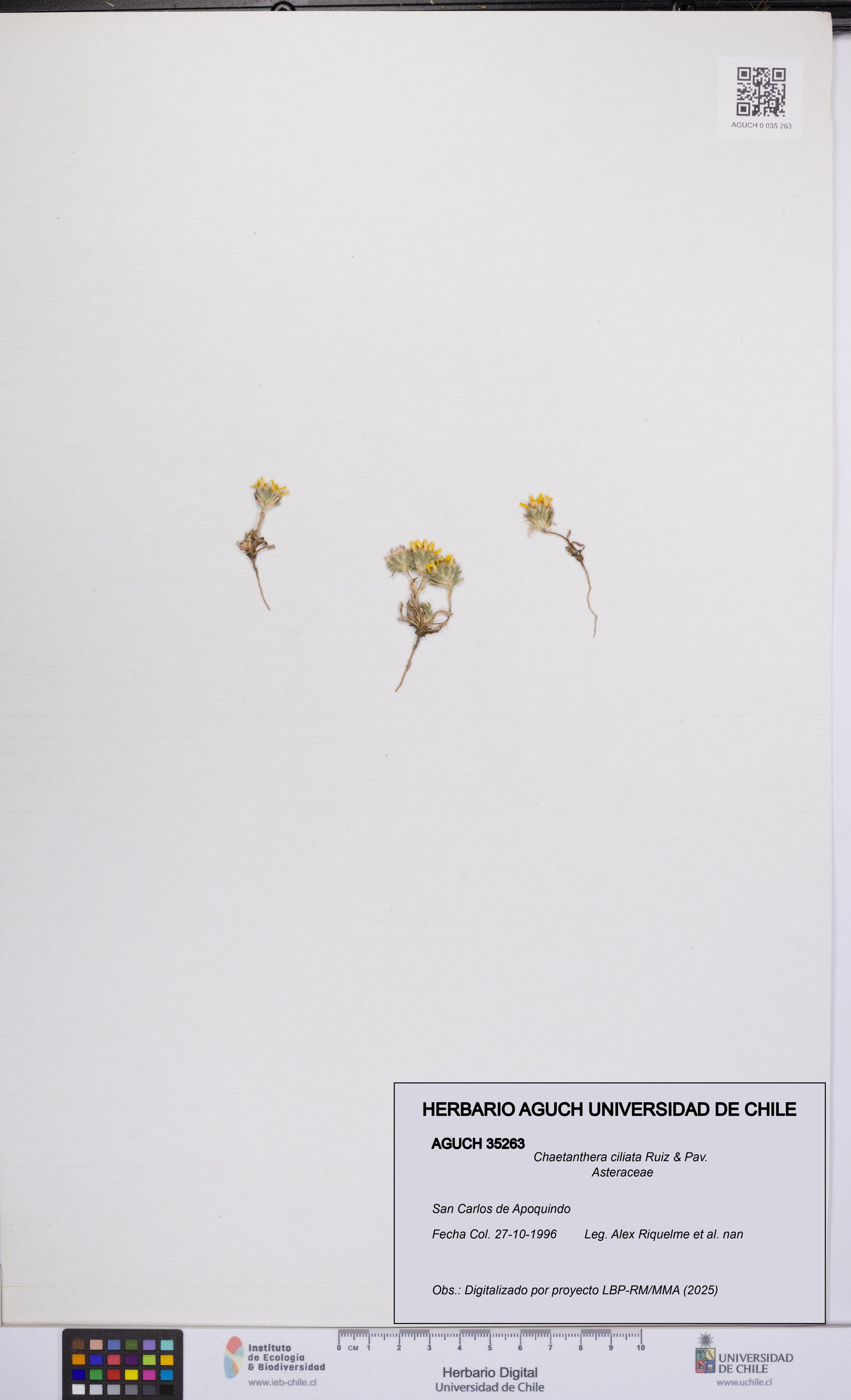 Chaetanthera ciliata [Espécimen: UCH:AGUCH:0035263]