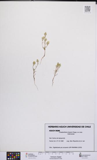 Chaetanthera linearis [Espécimen: UCH:AGUCH:0035265]