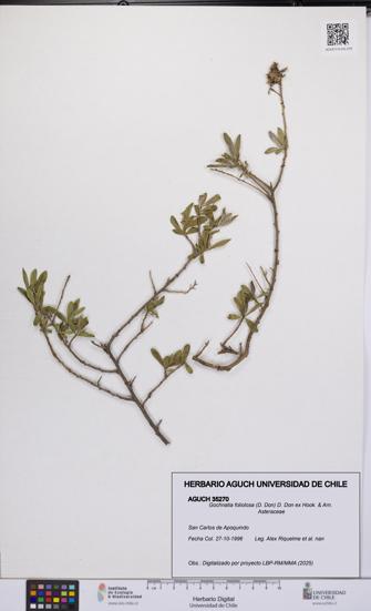 Gochnatia foliolosa [Espécimen: UCH:AGUCH:0035270]