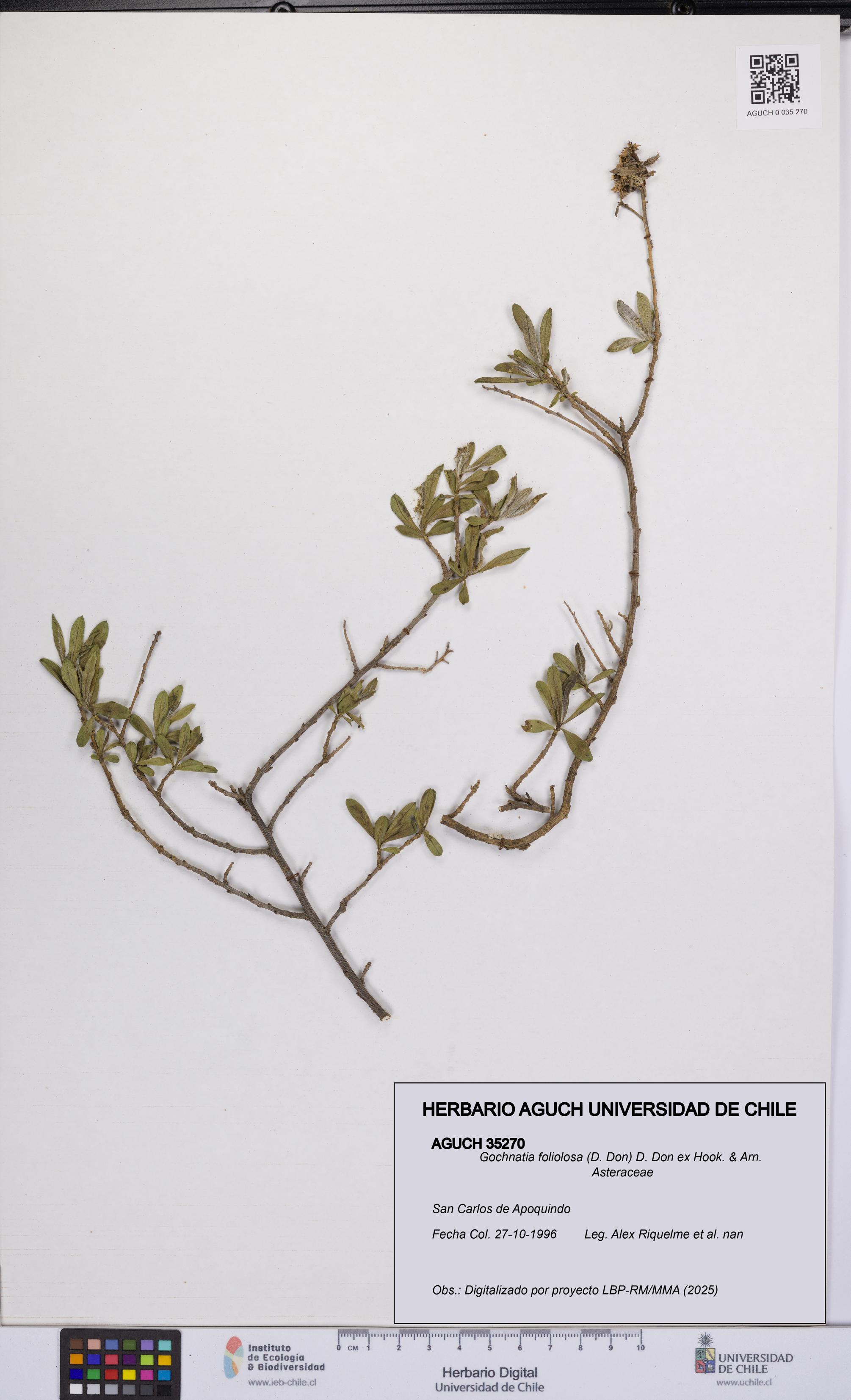 Gochnatia foliolosa [Espécimen: UCH:AGUCH:0035270]