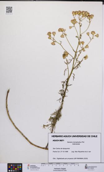 Senecio microphyllus [Espécimen: UCH:AGUCH:0035271]