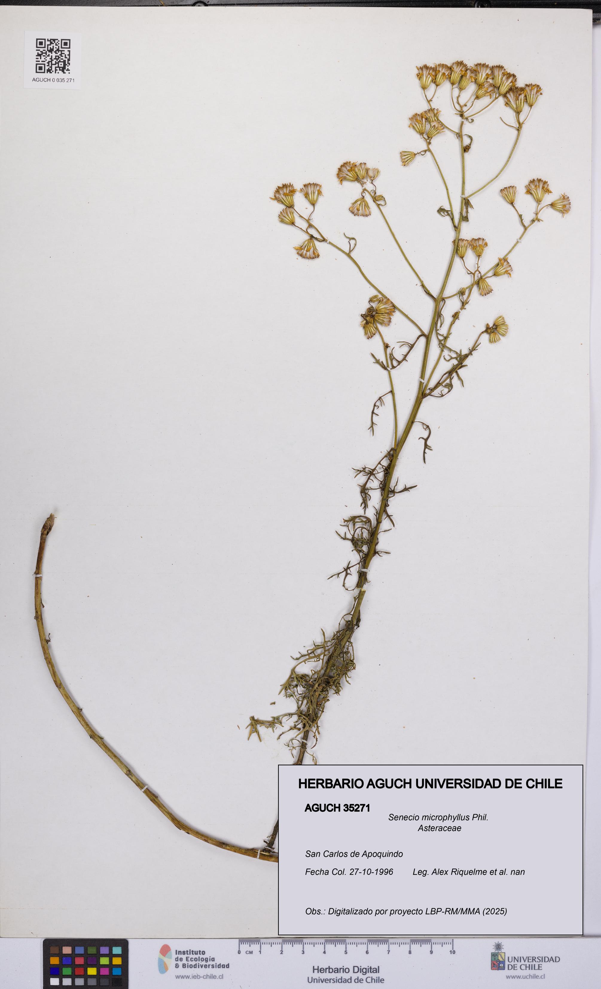 Senecio microphyllus [Espécimen: UCH:AGUCH:0035271]