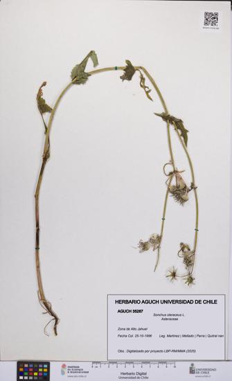 Sonchus oleraceus [Espécimen: UCH:AGUCH:0035287]