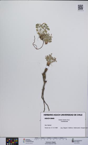 Oxalis cinerea [Espécimen: UCH:AGUCH:0035403]