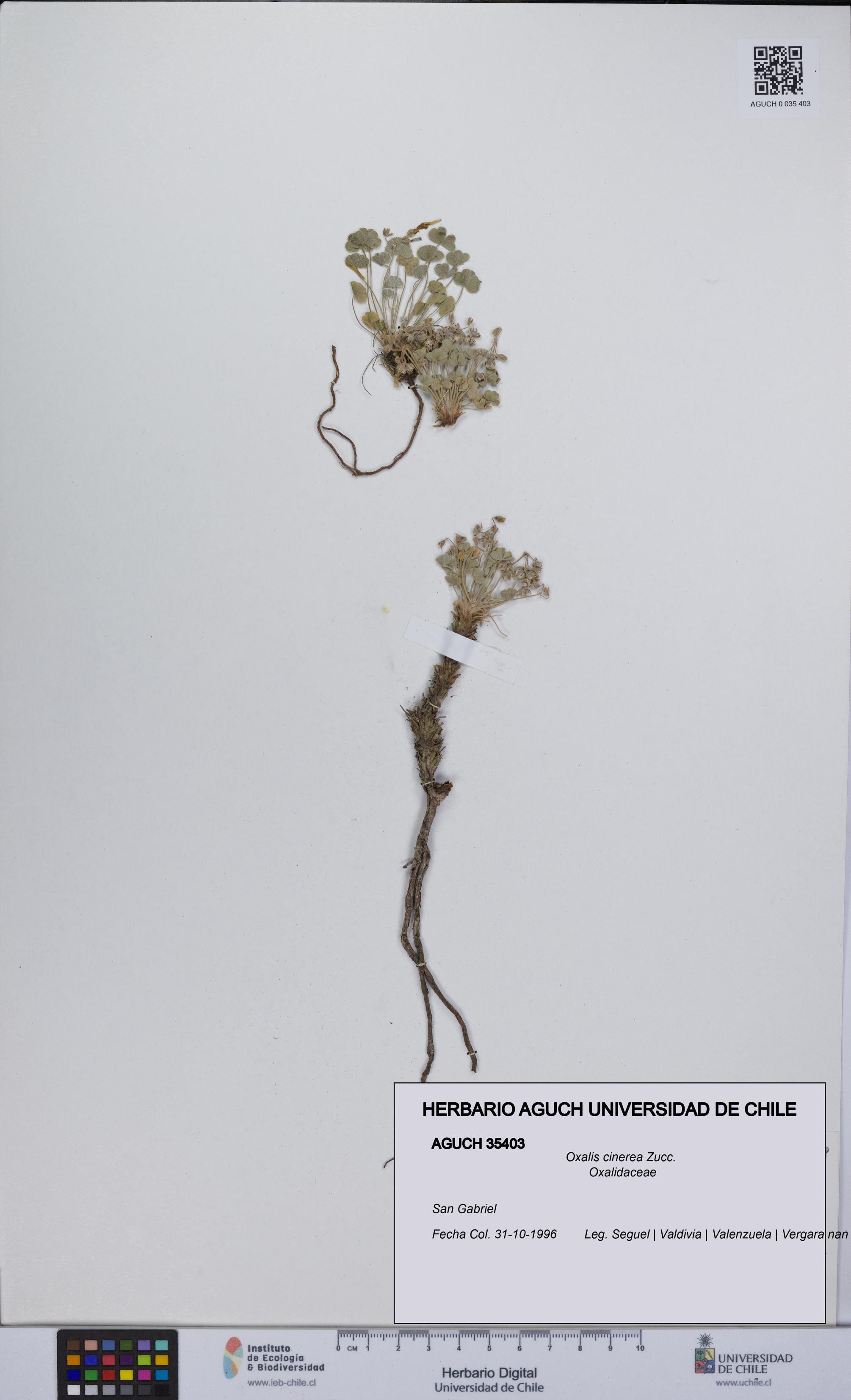 Oxalis cinerea [Espécimen: UCH:AGUCH:0035403]