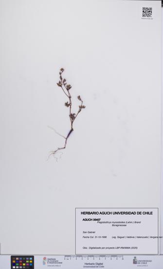 Plagiobothrys myosotoides [Espécimen: UCH:AGUCH:0035407]