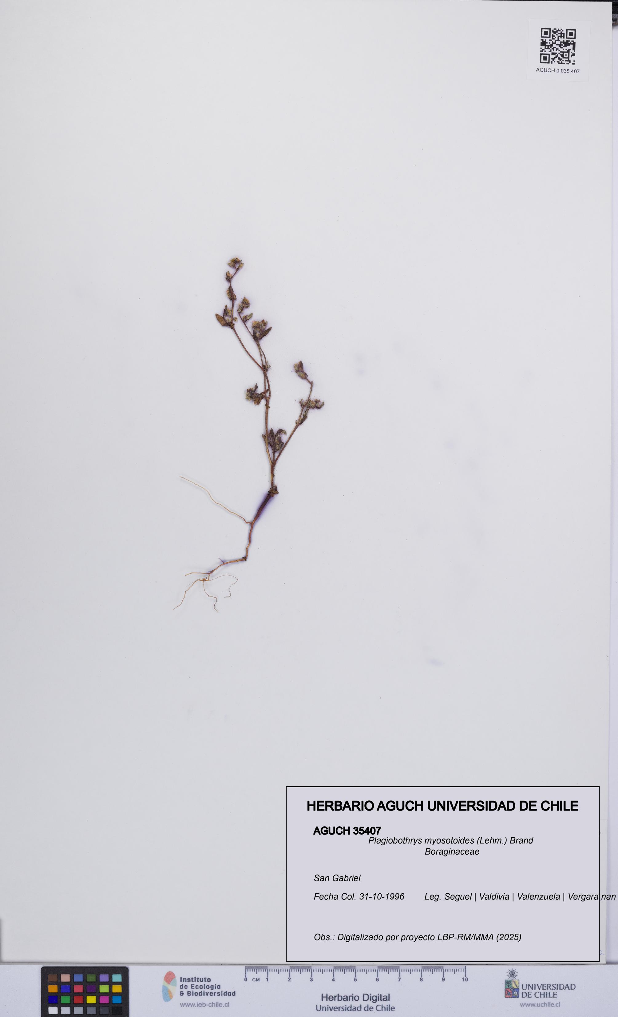 Plagiobothrys myosotoides [Espécimen: UCH:AGUCH:0035407]