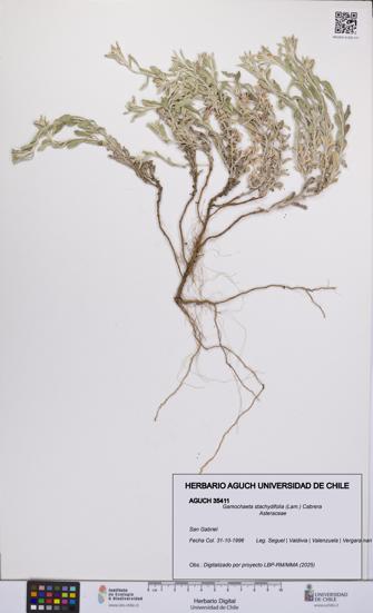 Gamochaeta stachydifolia [Espécimen: UCH:AGUCH:0035411]