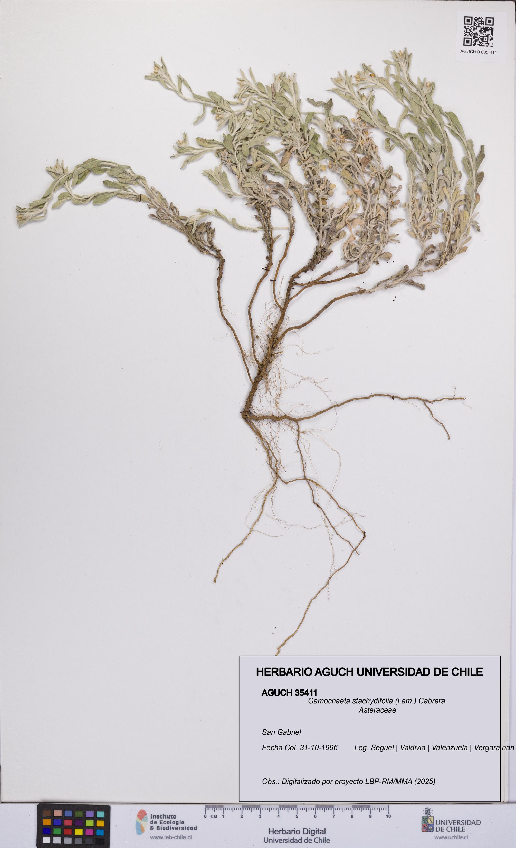 Gamochaeta stachydifolia [Espécimen: UCH:AGUCH:0035411]